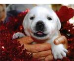 Puppy Adele Labrador Retriever