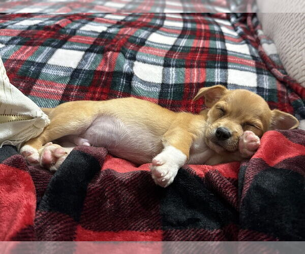 Medium Photo #3 Jack Chi Puppy For Sale in Dana Point, CA, USA