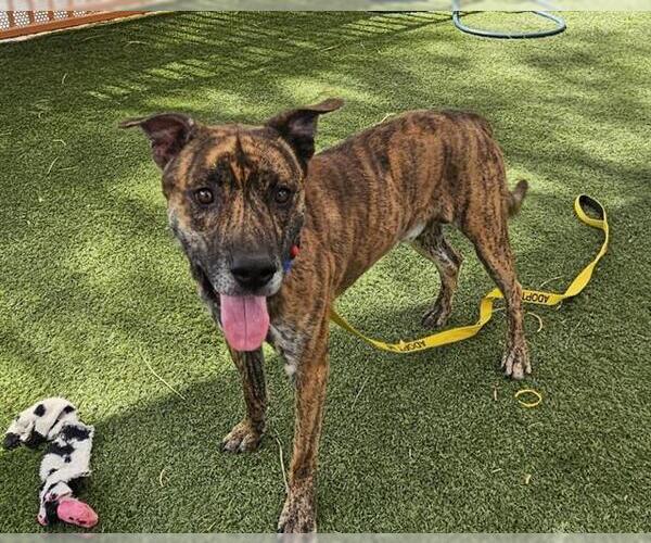 Medium Photo #1 Dutch Shepherd -Unknown Mix Puppy For Sale in Las Vegas, NV, USA