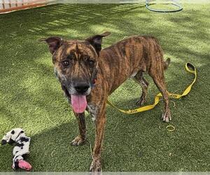Dutch Shepherd -Unknown Mix Dogs for adoption in Las Vegas, NV, USA