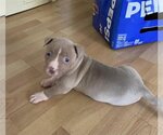 Small Photo #1 American Pit Bull Terrier-Unknown Mix Puppy For Sale in Belleville, MI, USA