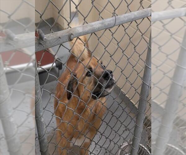 Medium Photo #1 Siberian Husky-Unknown Mix Puppy For Sale in Anchorage, AK, USA