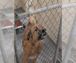 Siberian Husky-Unknown Mix Dogs for adoption in Anchorage, AK, USA