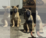 Small Photo #4 Belgian Malinois Puppy For Sale in VIOLET, LA, USA