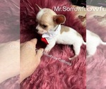 Small #5 Chihuahua