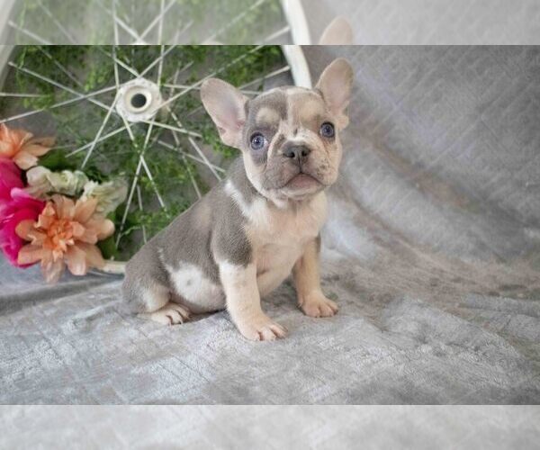 Medium Photo #3 French Bulldog Puppy For Sale in MILLERSBURG, OH, USA