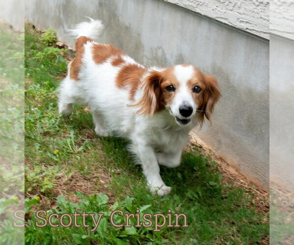 Medium Photo #9 Dachshund Puppy For Sale in San Antonio, TX, USA