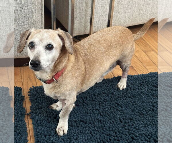 Medium Photo #4 Dachshund-Unknown Mix Puppy For Sale in Greenville, SC, USA