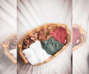 Poodle (Standard) Litter for sale in TOLEDO, OH, USA