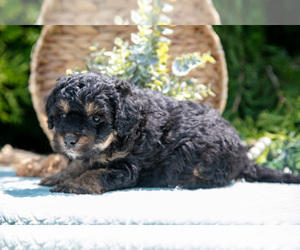 Medium Miniature Bernedoodle