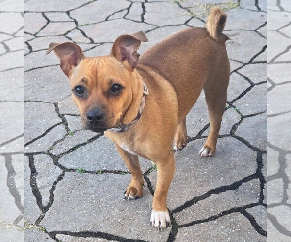 Medium Photo #3 Chihuahua-Unknown Mix Puppy For Sale in Cranford, NJ, USA