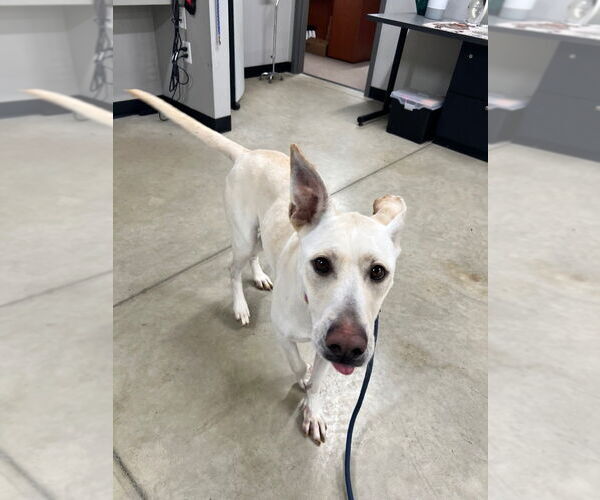 Medium Photo #8 American Staffordshire Terrier-Labrador Retriever Mix Puppy For Sale in Pierceton , IN, USA