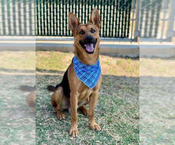 Medium Photo #1 German Shepherd Dog-Unknown Mix Puppy For Sale in McKinney, TX, USA