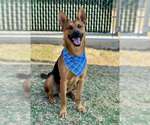 Small German Shepherd Dog Mix