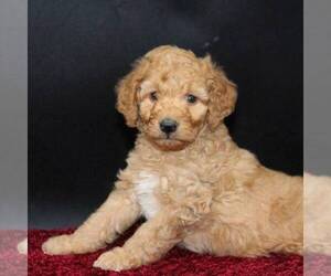 Goldendoodle-Poodle (Miniature) Mix Puppy for sale in STANLEY, WI, USA
