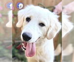 Small Great Pyrenees