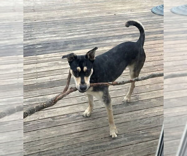 Medium Photo #12 Mutt Puppy For Sale in Germantown, OH, USA