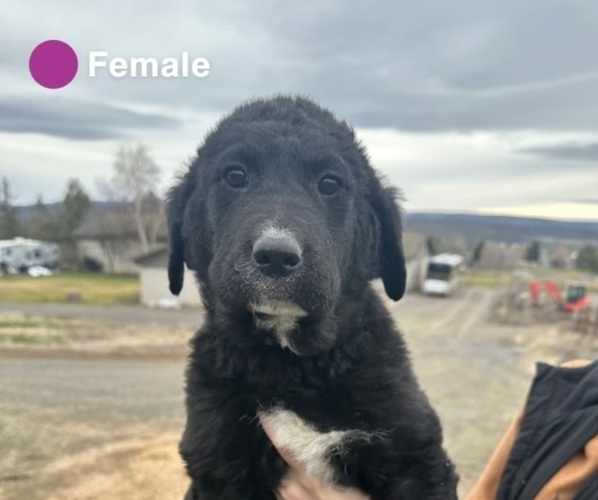 Medium Photo #1 Chesapeake Bay Retriever-Great Pyrenees Mix Puppy For Sale in PRINEVILLE, OR, USA