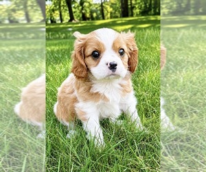 Cavalier King Charles Spaniel Puppy for Sale in FAIR HAVEN, Michigan USA
