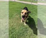 Small #1 German Shepherd Dog