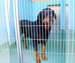 Small Rottweiler