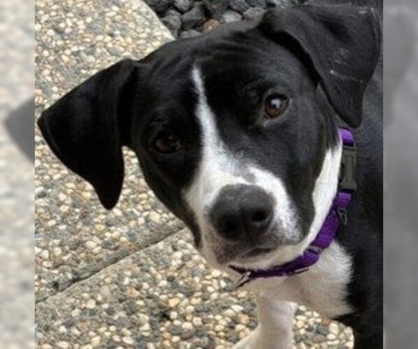 Medium Photo #1 Mutt Puppy For Sale in Pleasanton, CA, USA