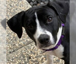 Mutt Dogs for adoption in Pleasanton, CA, USA