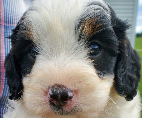 Medium Photo #35 Bernedoodle (Miniature) Puppy For Sale in LEETONIA, OH, USA