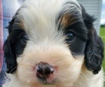 Small #34 Bernedoodle (Miniature)
