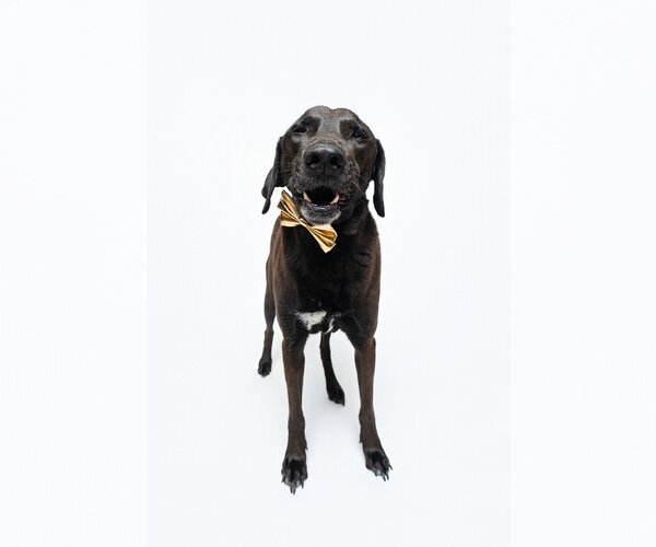 Medium Photo #3 Chocolate Labrador retriever-Labrador Retriever Mix Puppy For Sale in Houston, TX, USA