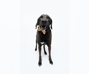 Levi - Male Chocolate Labrador retriever-Labrador Retriever Mix Dog for Adoption - Photo #3