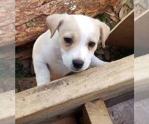 Jack Russell Terrier Puppy for sale in ORANGE CITY, FL, USA