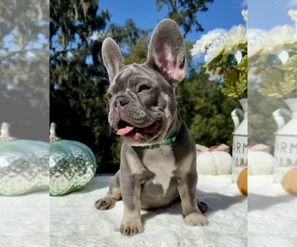 Medium Photo #8 French Bulldog Puppy For Sale in LAKE CITY, FL, USA