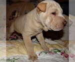Small Photo #3 Chinese Shar-Pei Puppy For Sale in DUNNELLON, FL, USA