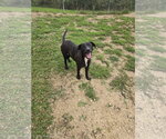 Manwich - Male Mutt Dog for Adoption - Small photo