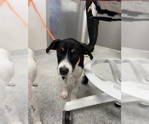 Pointer-Unknown Mix Dogs for adoption in Pasadena, TX, USA