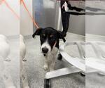 Small Pointer Mix