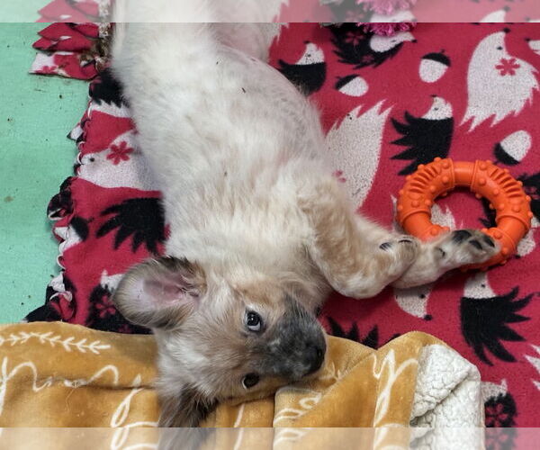 Medium Photo #5 Great Pyrenees-Unknown Mix Puppy For Sale in Minneapolis, MN, USA