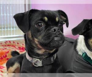 Puggle Dogs for adoption in Ames, IA, USA