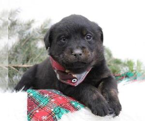 Labrottie Puppy for sale in SHILOH, OH, USA