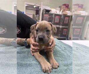 Black Mouth Cur-Unknown Mix Puppy for sale in SALINA, KS, USA