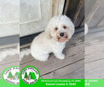 Small #3 Poochon