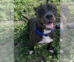 TINKERBELL - Female American Staffordshire Terrier Dog for Adoption - Small photo