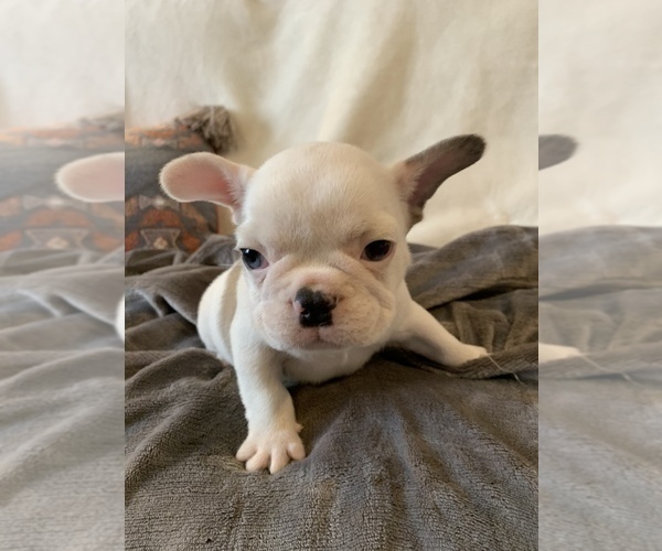 Medium Photo #18 French Bulldog Puppy For Sale in JOHNS ISLAND, SC, USA
