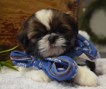 Medium Photo #1 Shih Tzu Puppy For Sale in TUCSON, AZ, USA