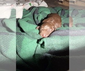 Labrador Retriever Puppy for sale in SUMMERVILLE, SC, USA