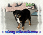 Image preview for Ad Listing. Nickname: Irish