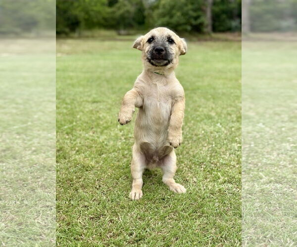 Medium Photo #4 Mutt Puppy For Sale in PIPE CREEK, TX, USA