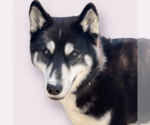 Small #5 Huskies  Mix