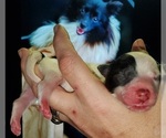 Small Photo #8 Pomsky Puppy For Sale in EUFAULA, OK, USA